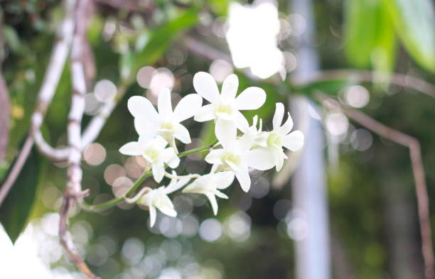 Dendrobium Kingianum