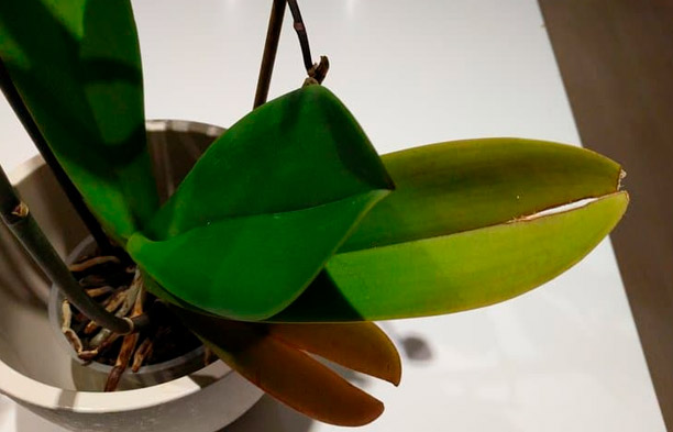 Why Do Orchid Leaves Crack? Causes and Solutions